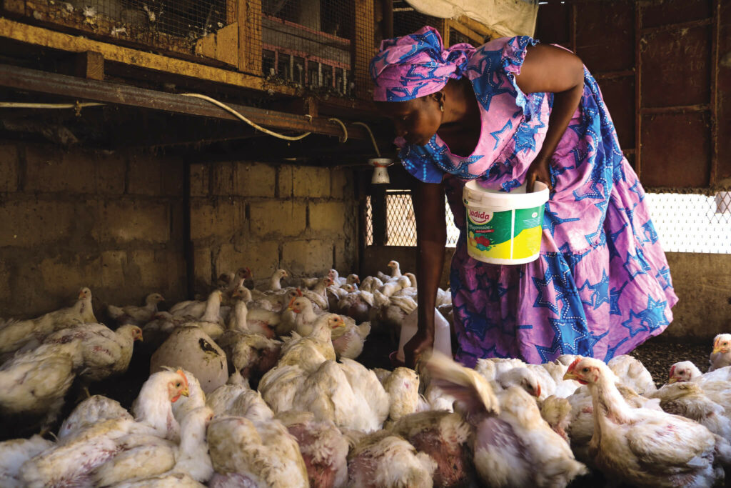 Une femme nourrit ses poules
